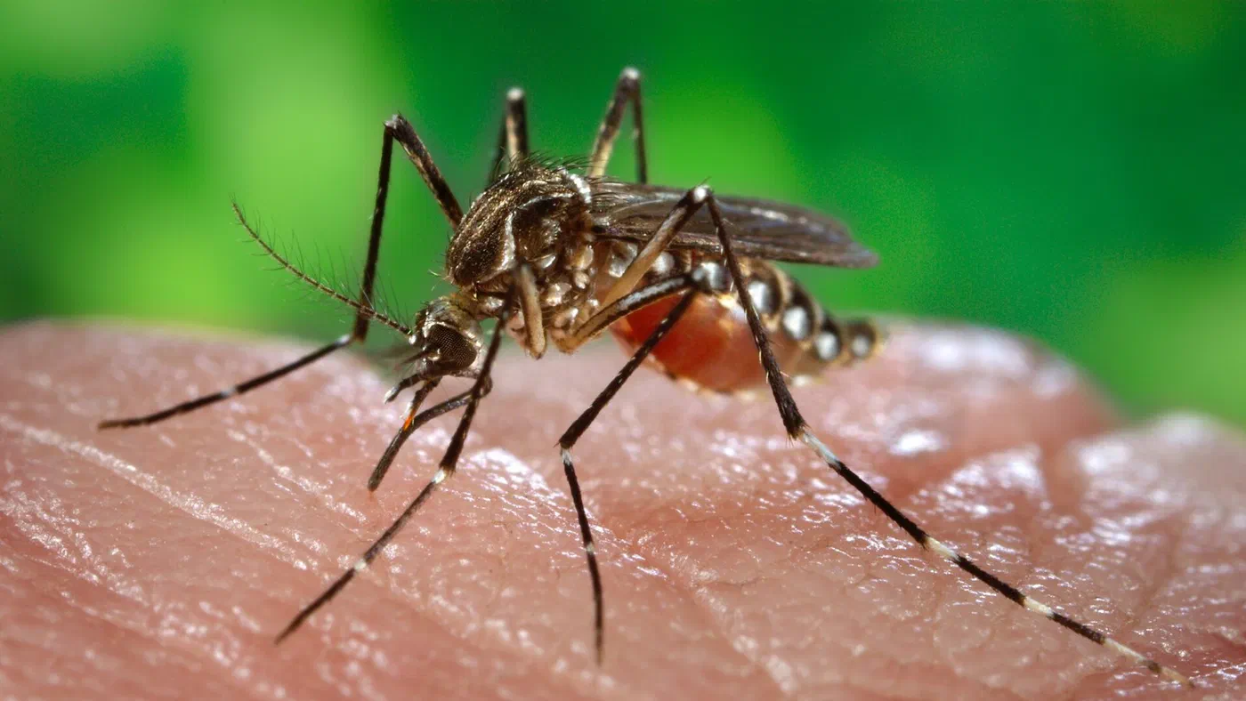 Hembra del mosquito Aedes aegypti, transmisor del dengue.